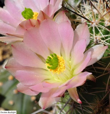 Echinocereen9.JPG