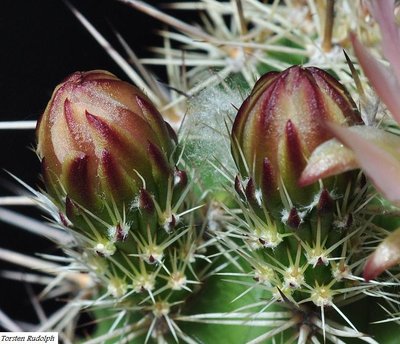 Echinocereen u. Thelos 319.JPG