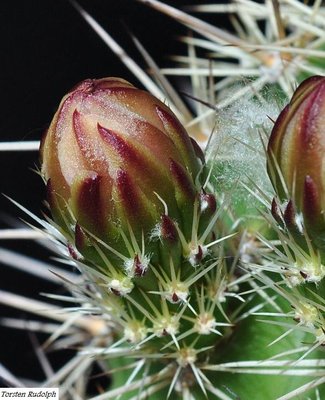 Echinocereen u. Thelos 317.JPG