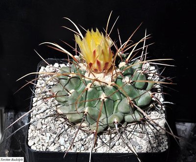 Echinocereen u. Thelos 097.JPG