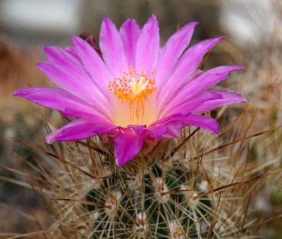 Thelocactus hastifer