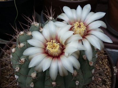 Gymnocalycium ochoterenae