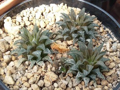 Haworthia parksiana 2016-1