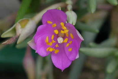 Talinum spec, Blüte öffnet sich gerade