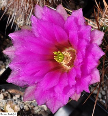 echinocereus (4).JPG