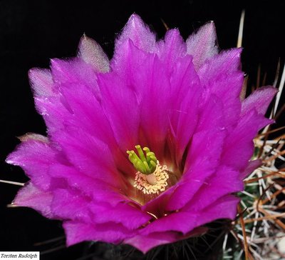 Echinocereus (2).JPG