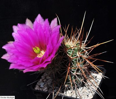 Echinocereus (6).JPG