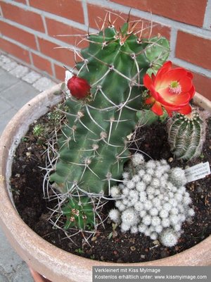 Echinocereus triglochidatus_klein.jpg