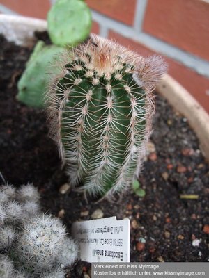 Echinocereus sp_klein.jpg