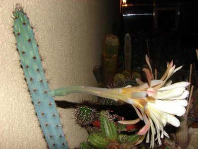 cereus aethiops 166.JPG