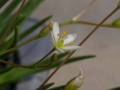 Talinum napiforme(?)