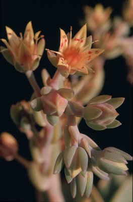 X Graptoveria, Blüte.jpg