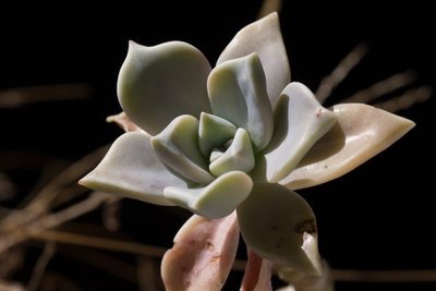 X Graptoveria, Pflanze.jpg