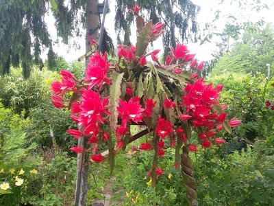 Epiphyllum ackermannii (-Hybride)