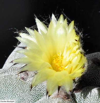 Astro,Echinocereus 108.JPG