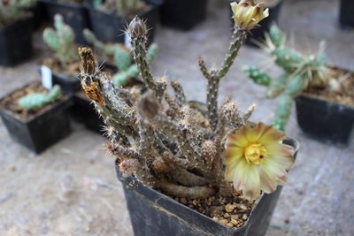 Pterocactus tuberosus