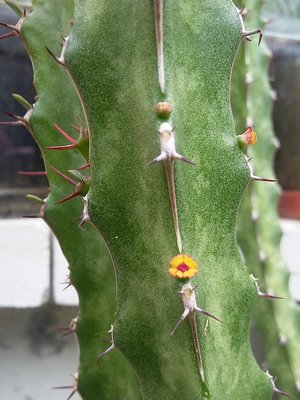 Euphorbia quadrilatera Cyathien
