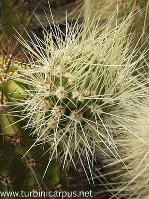 Echinocereus spinigemmatus <br />LAU 1246 Sierra Huichol JAL.