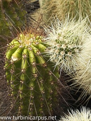 Echinocereus spinigemmatus <br />LAU 1246 Sierra Huichol JAL.