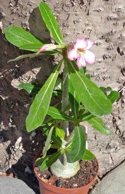 Adenium obesum, Blüten 2-jährig (514x800).jpg