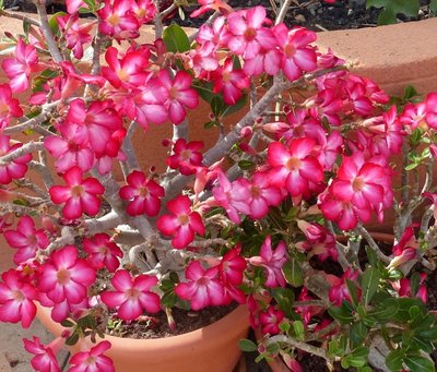 Adenium obesum v. multiflorum 1 (800x682).jpg