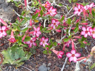 Adenium obesum v. multiflorum (800x600).jpg