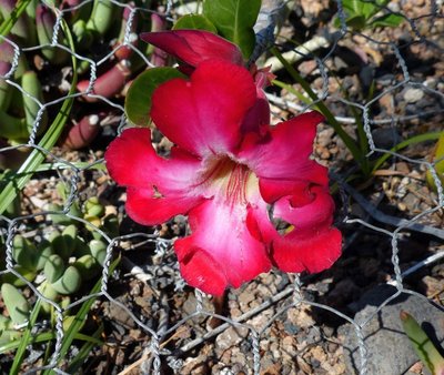 Adenium obesum Blüte dunkelrot ,groß (800x675).jpg