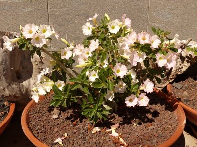 Adenium obesum, rosa (800x600).jpg