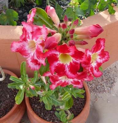 Adenium obesum Hybride (771x800).jpg