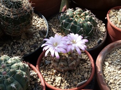 Gymnocalycium damsii var. rotundulum 2016