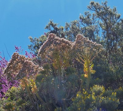 Aeonium percaneum Blüten (640x577).jpg