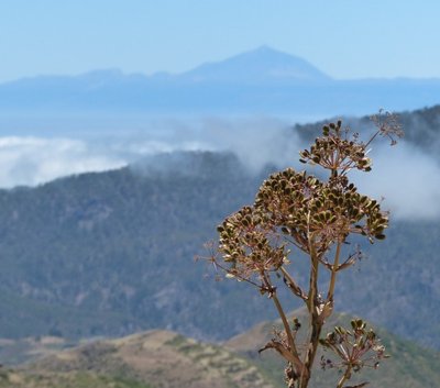 Blick auf Teide (640x565).jpg
