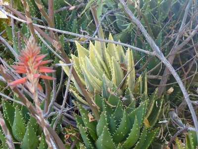 Aloe mitriformis variegata (640x480).jpg