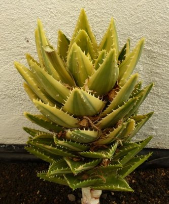 Aloe mitriformis variegata 2 (532x640).jpg