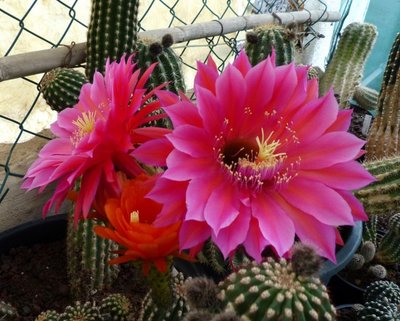 Echinopsis Hybride 2 (640x514).jpg