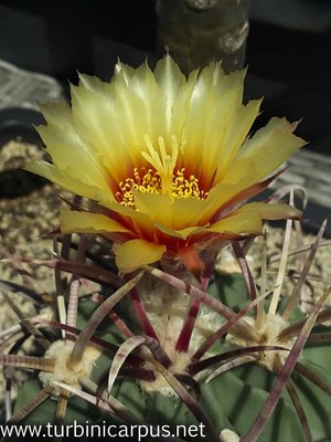 Echinocactus parryi