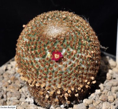 Mammillaria crucigera FO 105