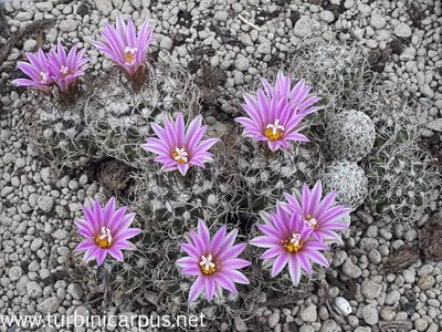 Turbinicarpus pseudomacrochele<br />ssp. lausseri<br />Sierra del Doctor QUER.