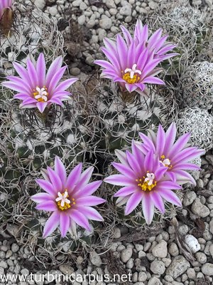 Turbinicarpus pseudomacrochele<br />ssp. lausseri<br />Sierra del Doctor QUER.