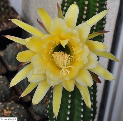 trichocereus-hybride 064.JPG