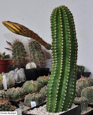 trichocereus-hybride 001.JPG