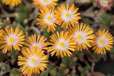 Delosperma 'Jewel of Desert - Topaz' WB20160605 165938.jpg