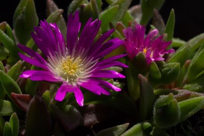 Delosperma ashtonii WB20160526 144622.jpg