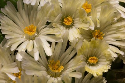 Delosperma 'congestum' 'creme' WB20160526 151227.jpg