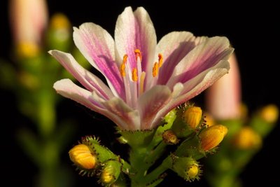 Lewisia cotyledon ssp. purdyi d WB20160512 193234.jpg