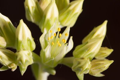 Sedum anopetalum WB20160610 183154.jpg