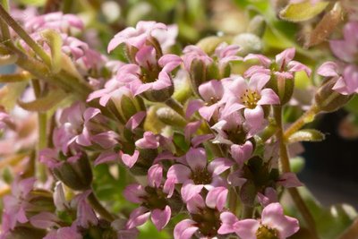 Sedum pilosum c WB20130608 141301.jpg