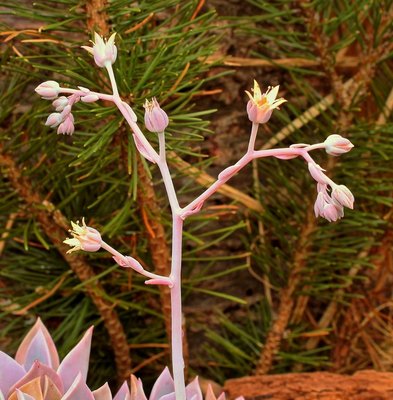 Graptoveria ´Douglas Huth´ 2009-56; Crassulaceae (3).jpg