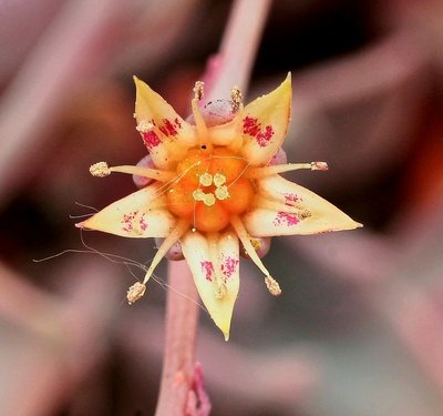 Graptoveria ´Douglas Huth´ 2009-56; Crassulaceae (4).jpg