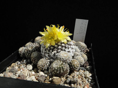 Copiapoa lauii FK439 2012 August12.jpg